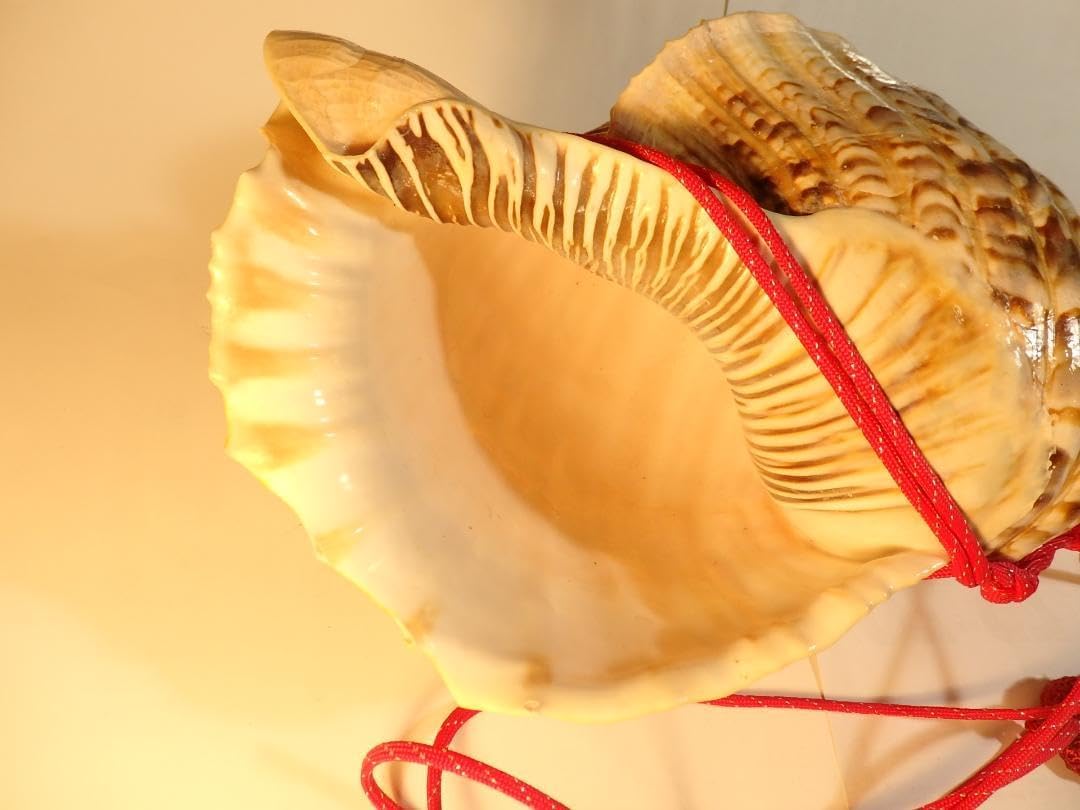 法螺貝 約41㎝ 木製歌口,赤紐付新品 MH-447